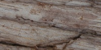 bark rough natural   tree/plant dark brown