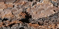 bark rough natural   tree/plant dark brown