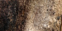 bark     random natural tree/plant dark brown
