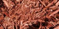 floor rough natural tree/plant red bark  