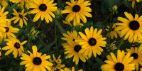 random natural flowers vibrant yellow  