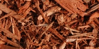 floor random natural tree/plant red bark  