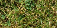 floor random natural grass green  