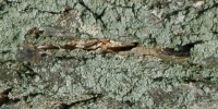 bark cracked/chipped natural tree/plant green