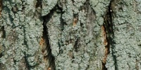 bark cracked/chipped natural tree/plant green