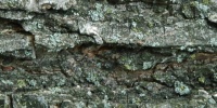 bark cracked/chipped natural tree/plant gray  