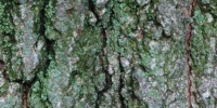 bark cracked/chipped natural tree/plant gray     