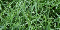 random natural grass green  
