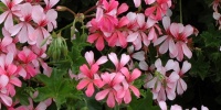 random natural flowers pink  