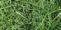 floor random natural grass green  