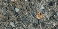 street cracked/chipped vehicle asphalt gray  