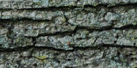 bark cracked/chipped natural tree/plant gray  