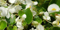 random natural flowers white