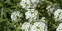 random natural flowers white