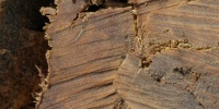 cracked/chipped natural wood dark brown  