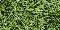 floor random natural grass green  