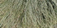 floor natural grass gray