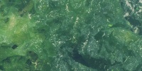 random marine plastic green