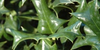 leaves shiny natural tree/plant green 