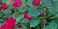 leaves oblique random natural flowers multicolored