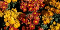 multicolored flowers natural random
