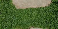 floor architectural natural grass stone gray green    