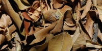 leaves random dead natural   tree/plant dark brown