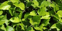 green tree/plant natural shadow random