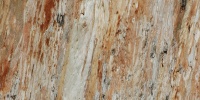 tan/beige tree/plant natural cracked/chipped vertical bark