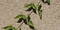 wall angled shadow architectural natural brick tree/plant tan/beige green