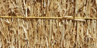 tan/beige grass agricultural dead