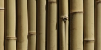 tan/beige tree/plant wood architectural shadow vertical fence