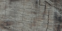 gray tree/plant wood natural architectural bleached weathered cracked/chipped random