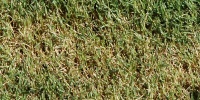 green tan/beige grass natural architectural random floor