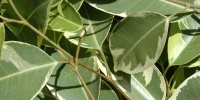 green tree/plant natural random leaves