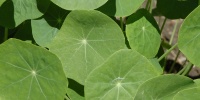 green tree/plant natural round leaves