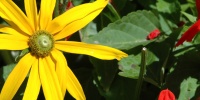 yellow flowers natural random