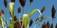 leaves  random agricultural tree/plant green