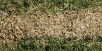 floor horizontal dead natural grass tan/beige green